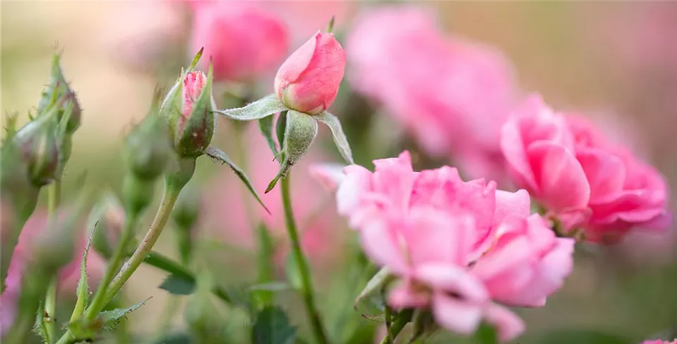 Kleinstrauchrose rosa im Garten