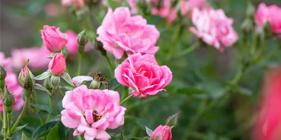 Kleinstrauchrosen mit rosa Blüten im Beet