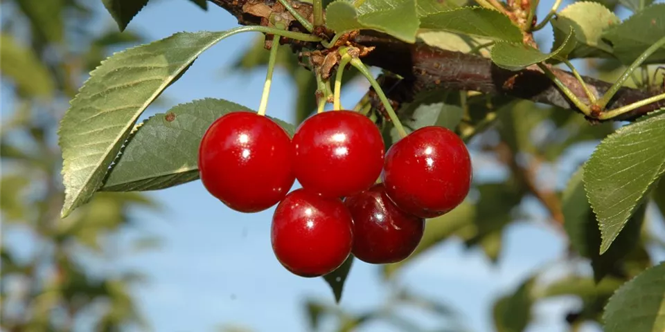 Prunus cerasus 'Vowi'(s)