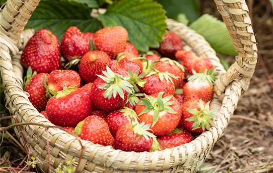 Erdbeeren pflanzen und pflegen für eine leckere Ernte
