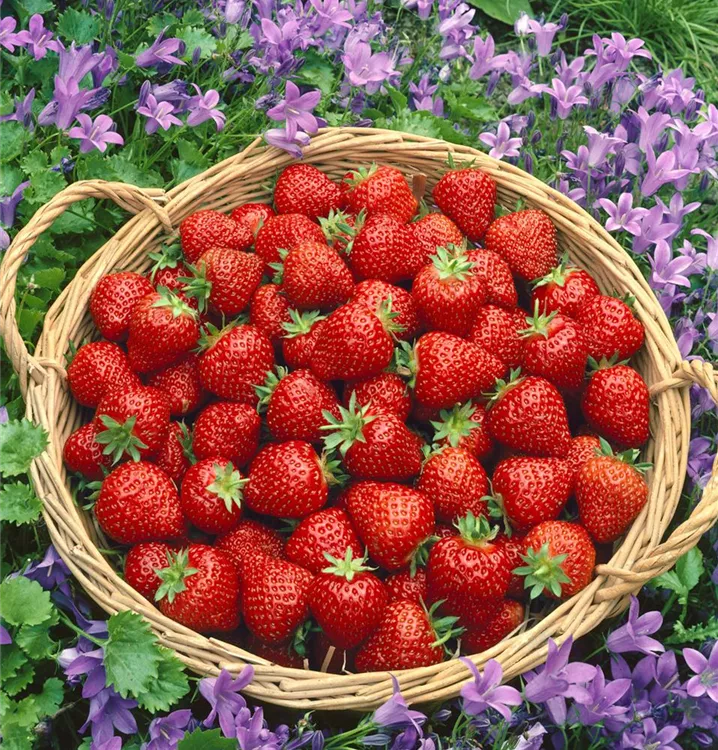 Erdbeere 'Waedenswil 7'