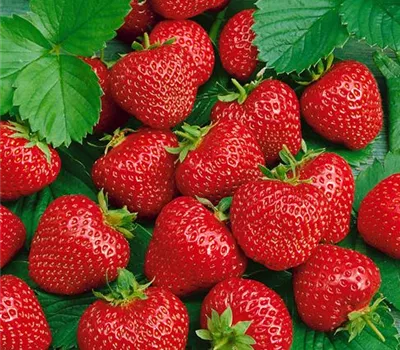 Erdbeere 'Honeoye'