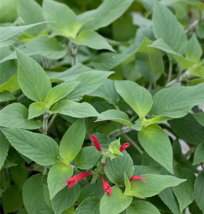 Salvia elegans &amp;#39;Scarlet Pineapple&amp;#39; - BAUHAUS E-Business GmbH &amp; Co. KG