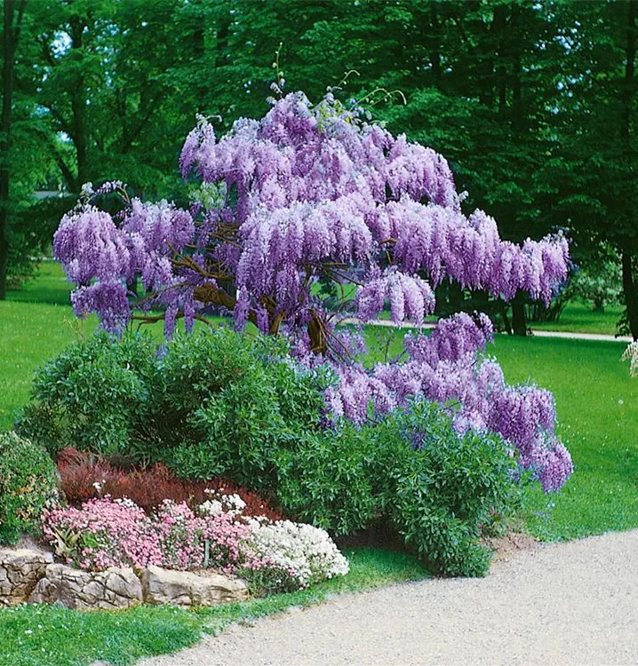 Wisteria sinensis, Stamm BAUHAUS EBusiness GmbH & Co. KG
