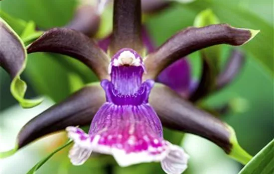 Zygopetalum-Orchidee