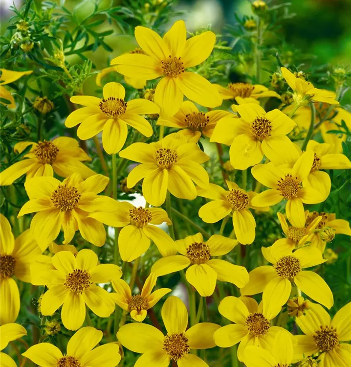 Bidens Ferulifolia BAUHAUS E Business GmbH Co KG bidens-ferulifolia-bauhaus-e-business-gmbh-co-kg