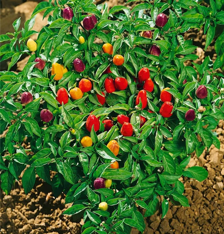 Capsicum frutescens BAUHAUS EBusiness GmbH & Co. KG