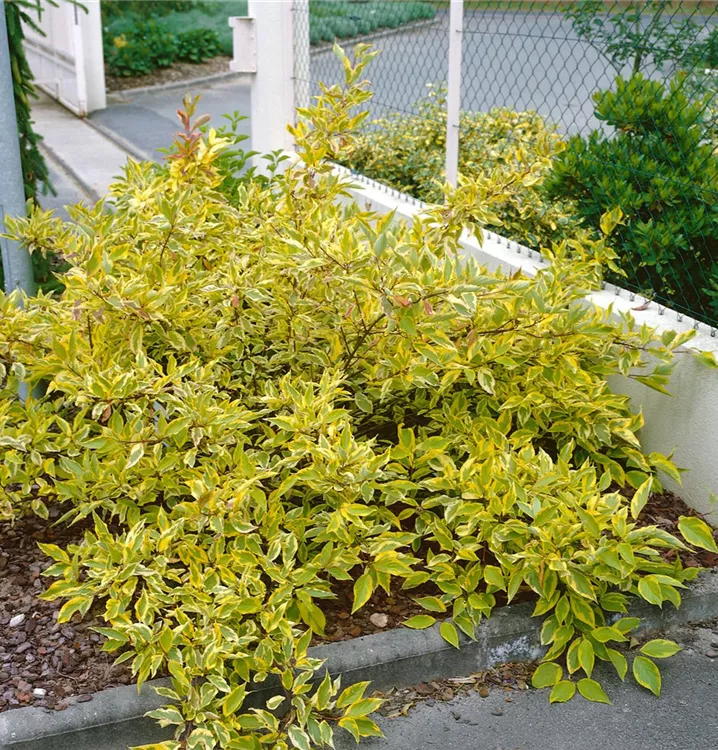 Cornus Alba Bauhaus E Business Gmbh Co Kg