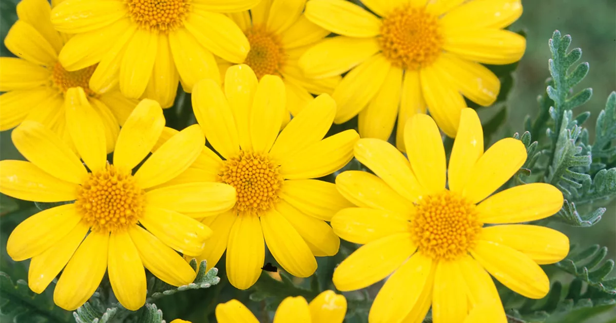 Euryops pectinatus BAUHAUS EBusiness GmbH & Co. KG