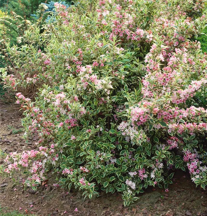 Weigela 'Nana Variegata' BAUHAUS EBusiness GmbH & Co. KG