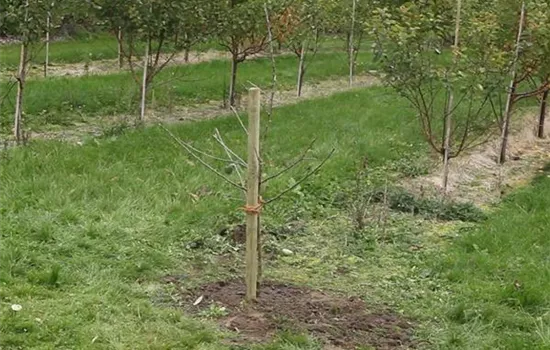 Apfelbaum - Einpflanzen im Garten