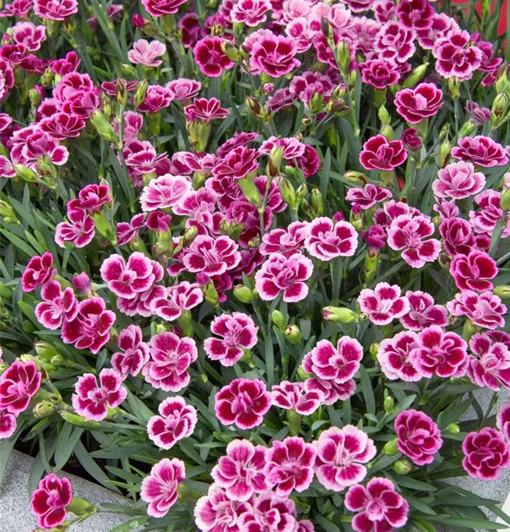 Dianthus 'Pink Kisses'® BAUHAUS EBusiness GmbH & Co. KG