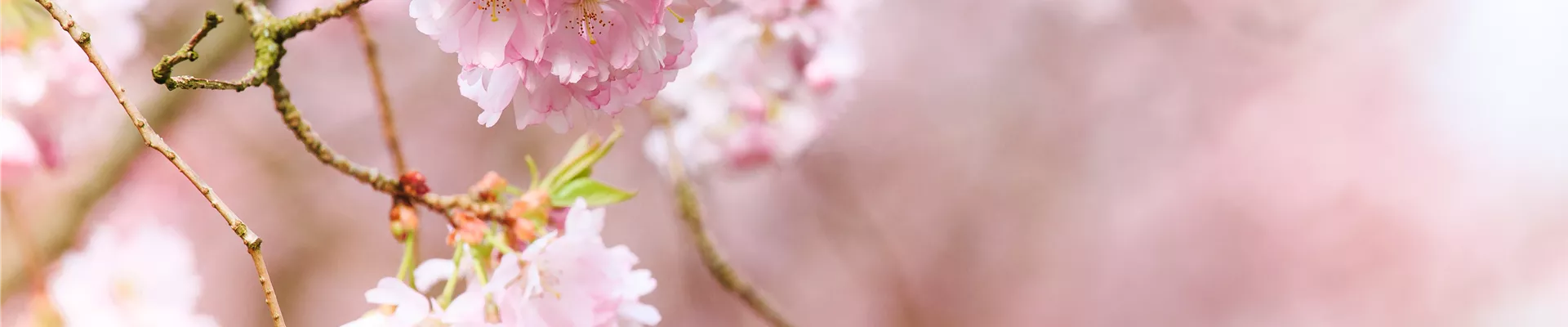 Pflanzen im Frühling Frühblüher für Kübel, Kasten und Beet BAUHAUS