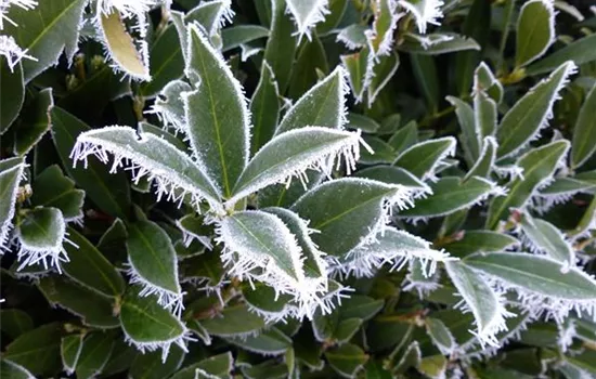 Pflanzenschutz im Winter - der Kälte den Kampf ansagen