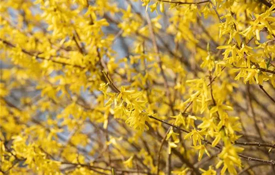 Forsythie – der goldene Frühlingsbote