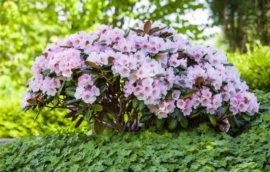 Rhododendron yakushimanum, Stamm BAUHAUS EBusiness GmbH & Co. KG