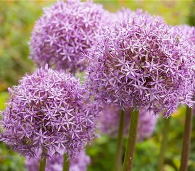 Allium – eleganter Zierlauch