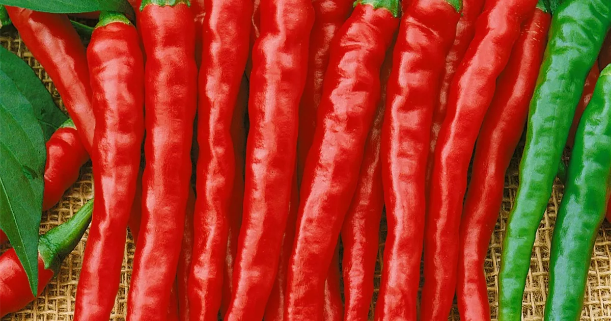 Capsicum annuum var. longum BAUHAUS EBusiness GmbH & Co. KG