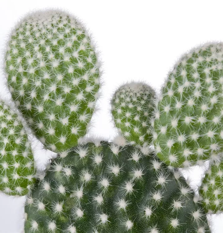 Opuntia BAUHAUS EBusiness GmbH & Co. KG