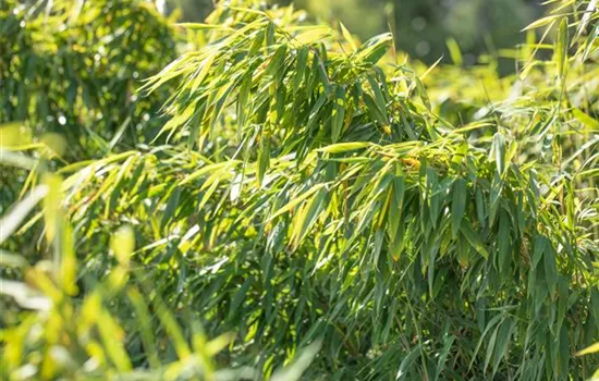 Gartengestaltung mit Bambus für fernöstliches Feeling