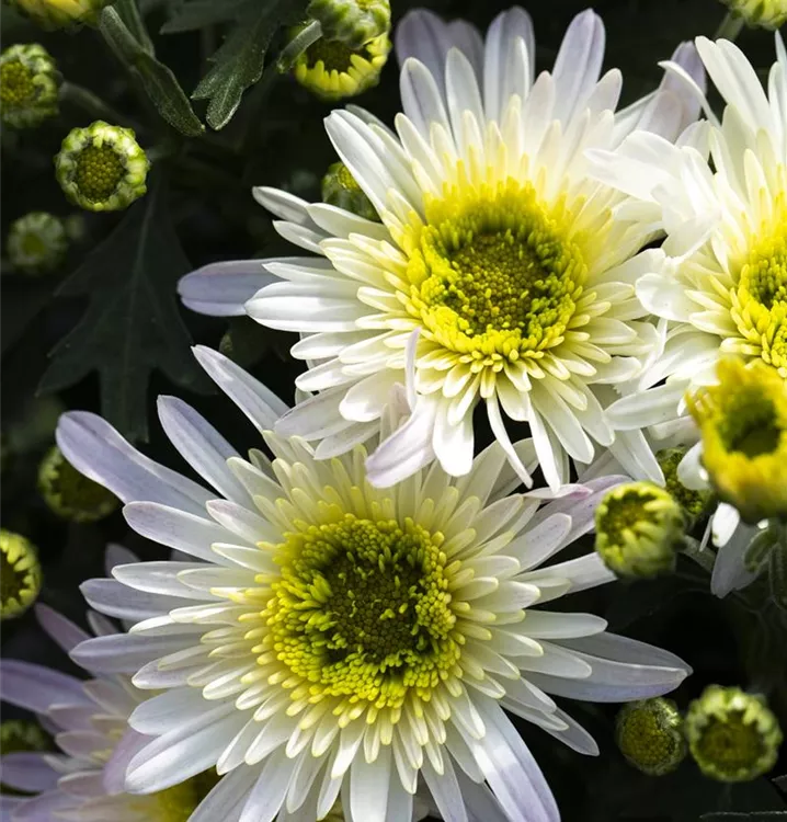Vilmorin Chrysanthemum Grande Margerite – Weiße Gänseblümchen, 90 X 2 X 160 Cm