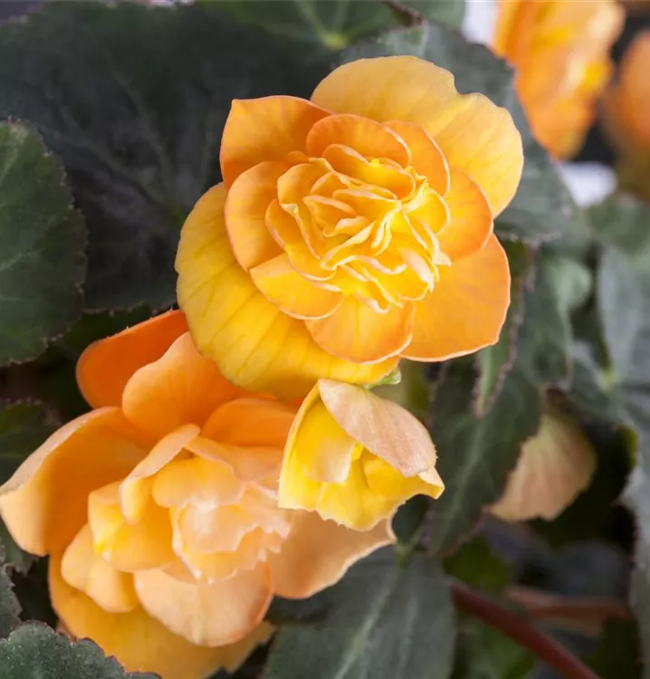Begonia elatior, gelb BAUHAUS EBusiness GmbH & Co. KG