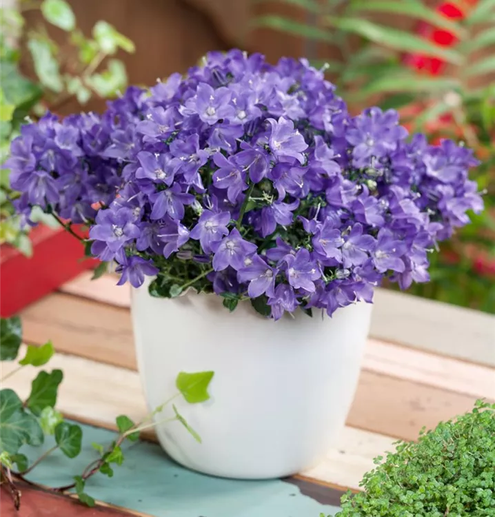 Campanula 'Aurora Line' BAUHAUS EBusiness GmbH & Co. KG