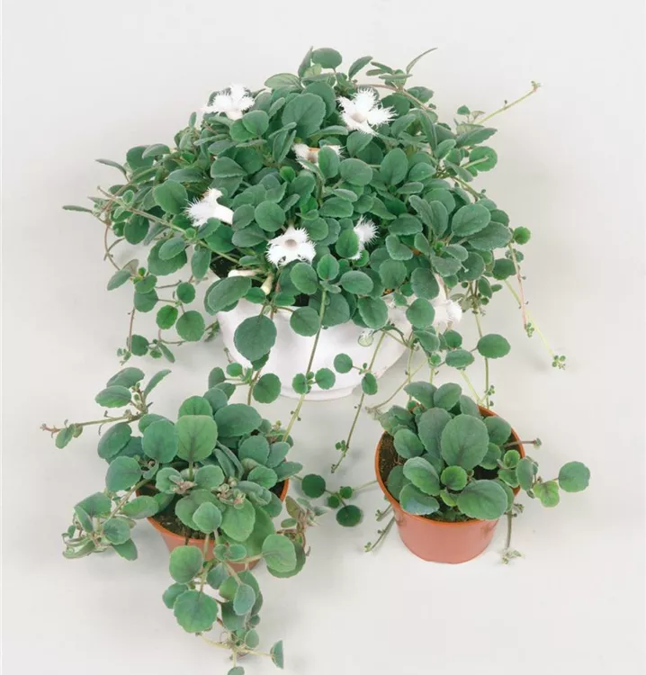 Codonanthe crassifolia BAUHAUS EBusiness GmbH & Co. KG