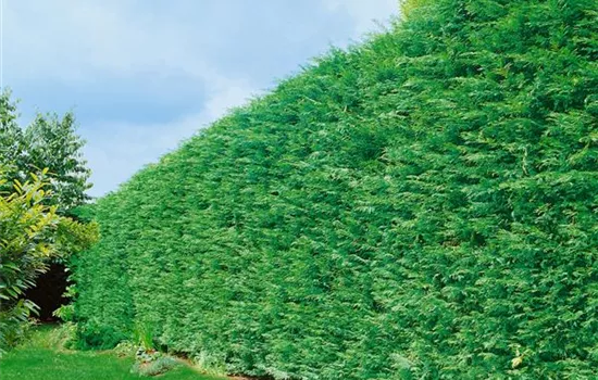 Grüne Leylandzypresse