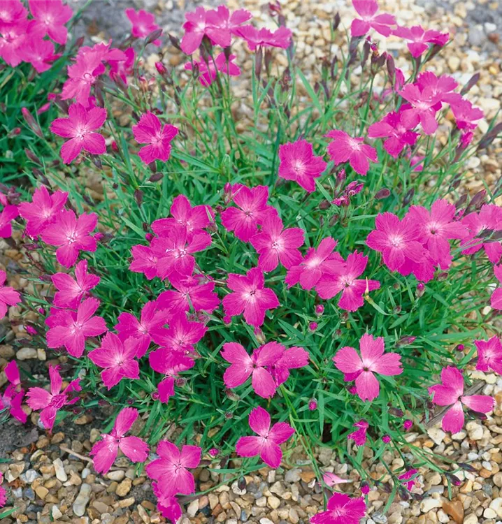 Dianthus 'Kahori'® BAUHAUS EBusiness GmbH & Co. KG