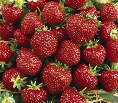 Erdbeere 'Senga®-Sengana®'
