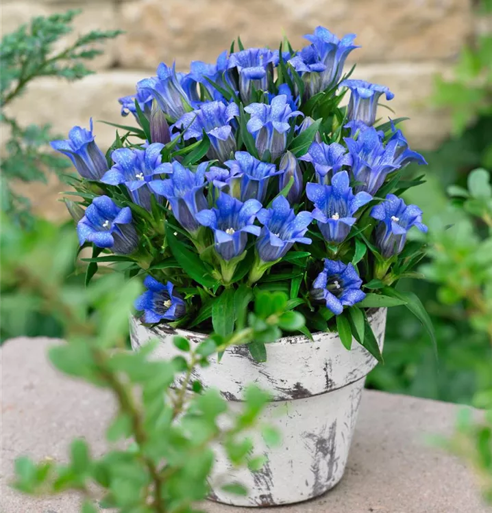 Gentiana pyramidalis 'Diana' BAUHAUS EBusiness GmbH & Co. KG