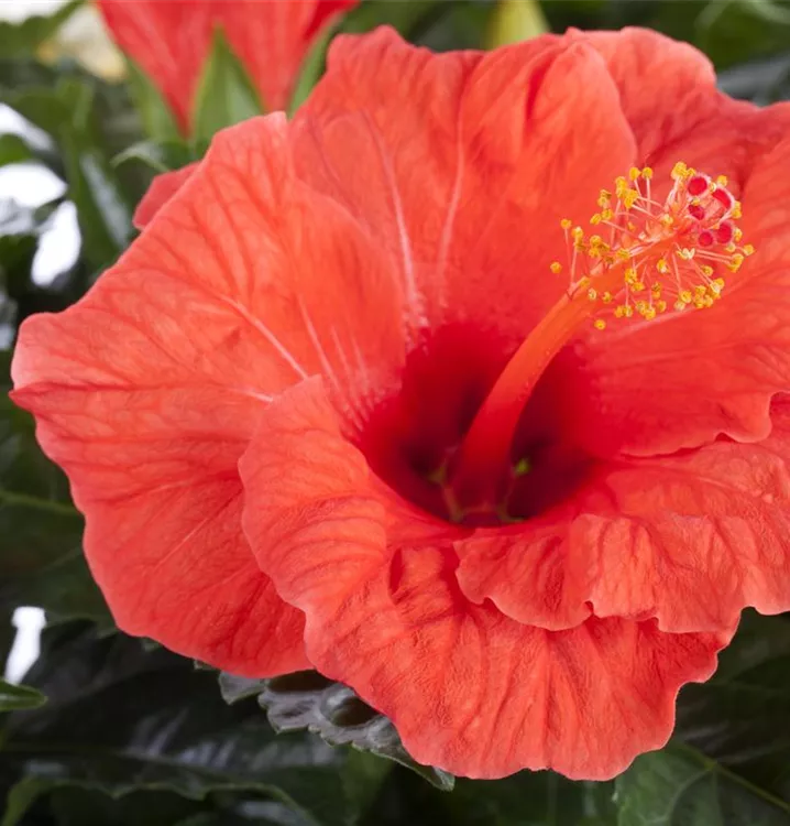 Hibiscus rosasinensis BAUHAUS EBusiness GmbH & Co. KG