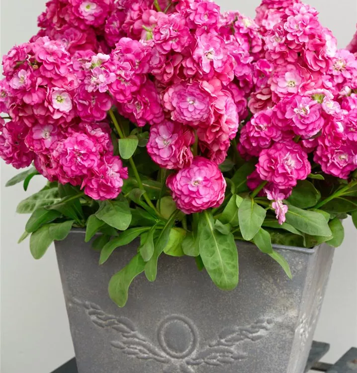 Matthiola incana BAUHAUS EBusiness GmbH & Co. KG