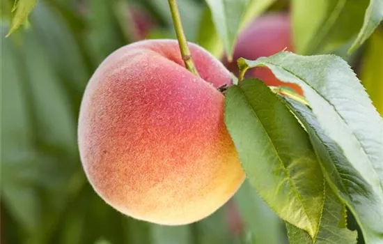 Leckere Snacks im Sommer – Pfirsich aus dem eigenen Garten