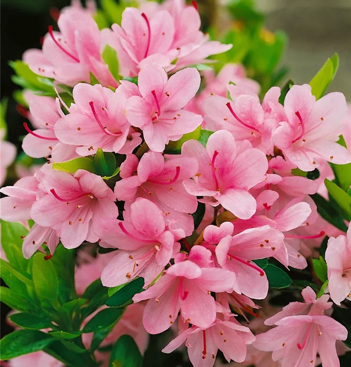 Rhododendron obtusum 'Kirin', Stamm BAUHAUS EBusiness GmbH & Co. KG