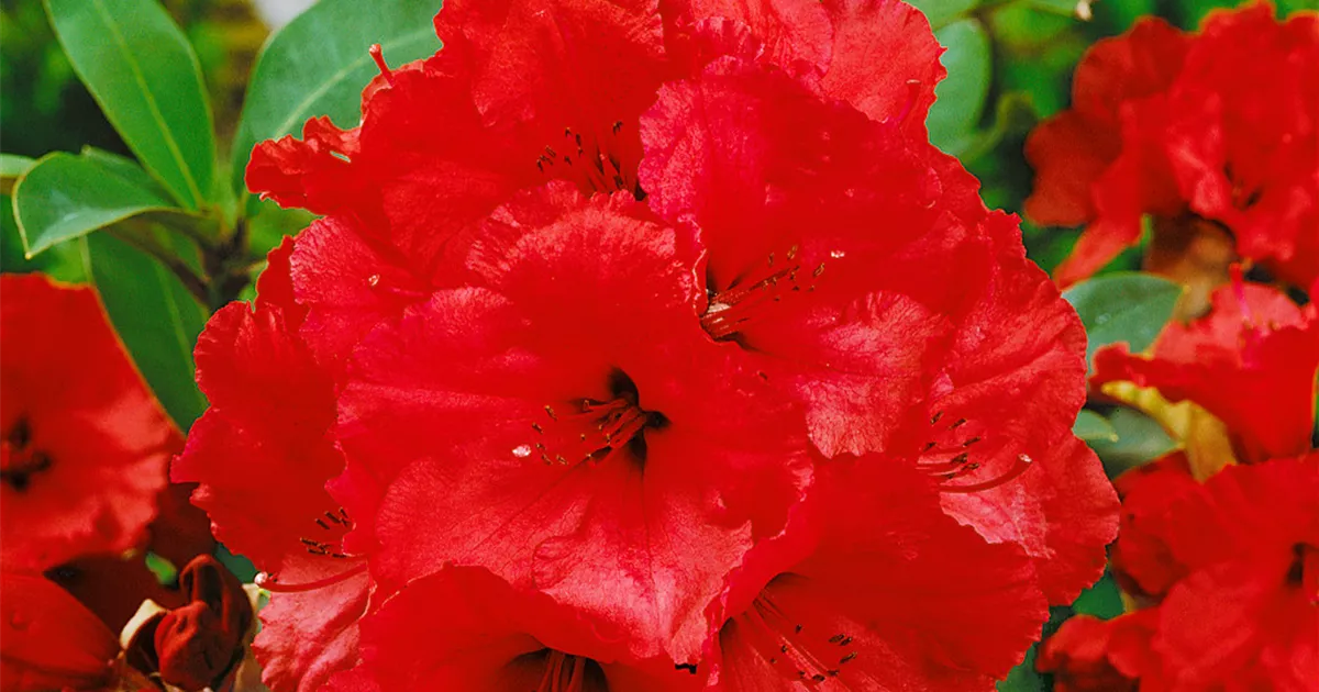 Rhododendron 'Red Jack', Stamm BAUHAUS EBusiness GmbH & Co. KG