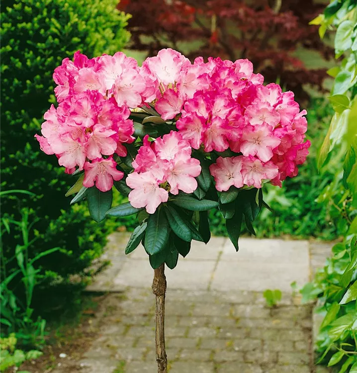 Rhododendron yakushimanum 'Fantastica', Stamm BAUHAUS EBusiness GmbH