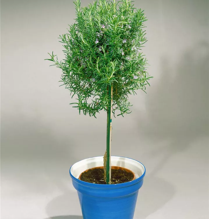 Rosmarinus officinalis 'Prostratus', Stamm BAUHAUS EBusiness GmbH