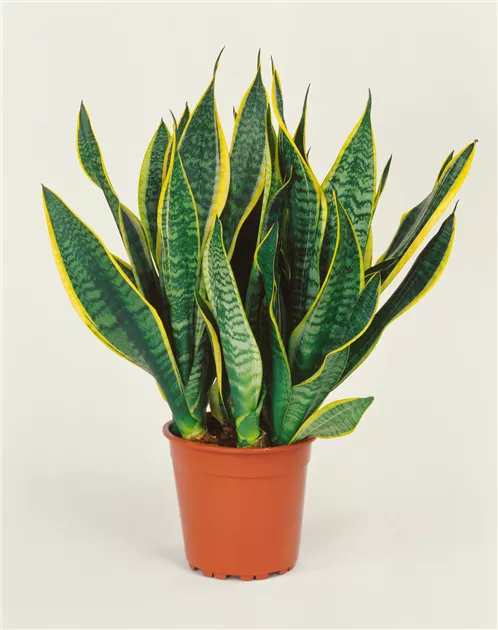 Sansevieria trifasciata - BAUHAUS E-Business GmbH & Co. KG
