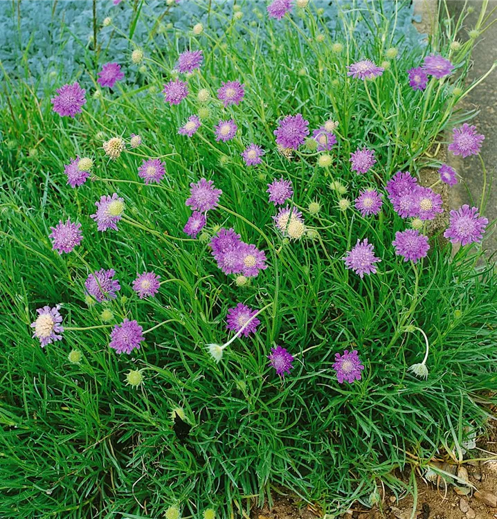 Grasblättrige Skabiose