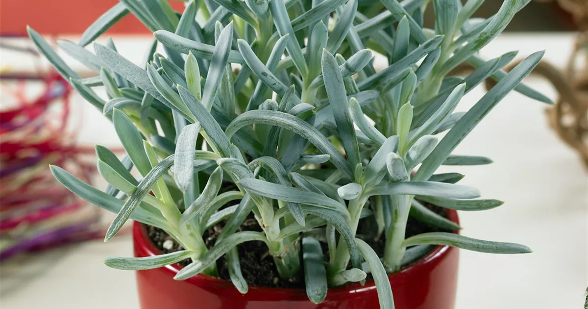 grün weiße zimmerpflanze Grünlilie Chlorophytum Weiß – 12cm pflegeleichte Zimmerpflanze