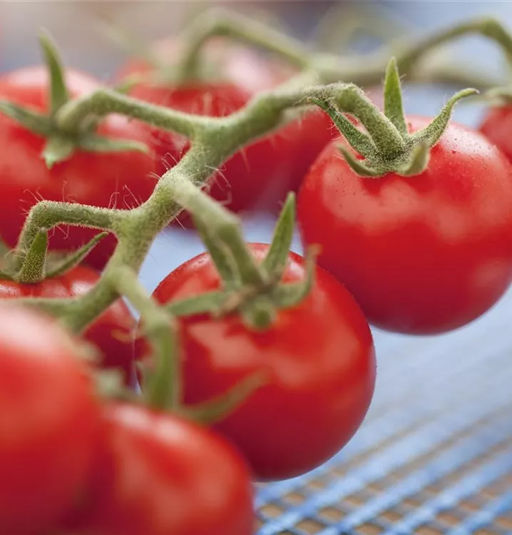 Tomate 'Philovita F1'