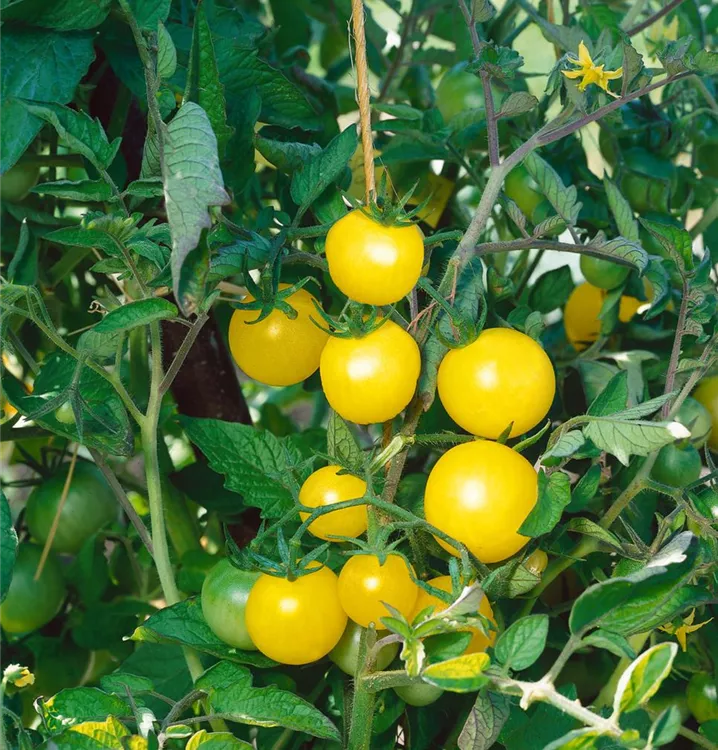 Tomate 'Weiße Mirabelle'