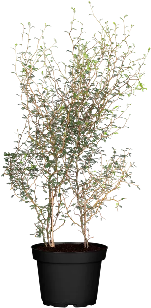 Sophora prostrata - BAUHAUS E-Business GmbH & Co. KG