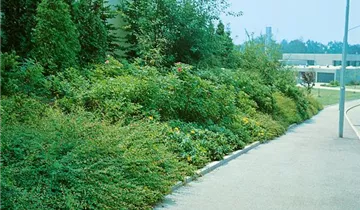 Bildvorschau