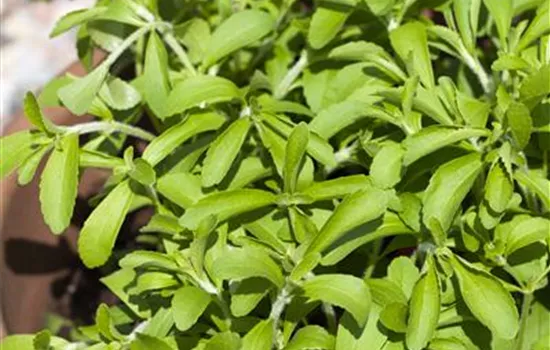 Stevia