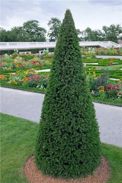 Taxus baccata, Kegel - BAUHAUS E-Business GmbH & Co. KG