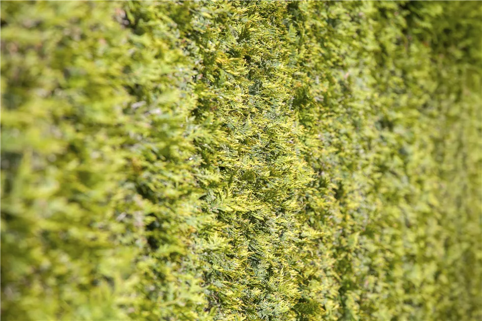 Thuja occidentalis - BAUHAUS E-Business GmbH & Co. KG