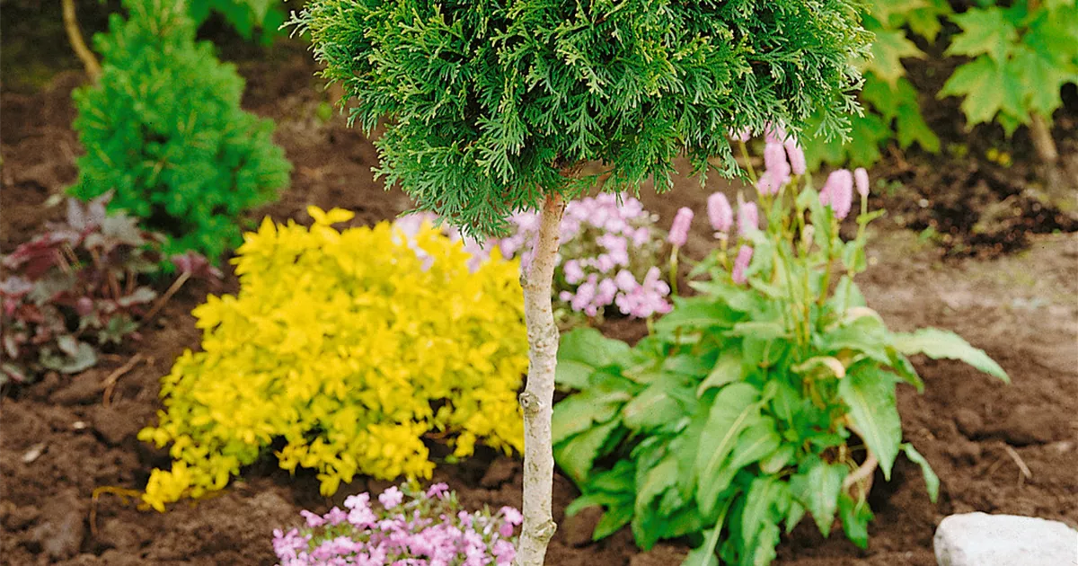 Thuja occidentalis 'Little Giant' - BAUHAUS E-Business GmbH & Co. KG